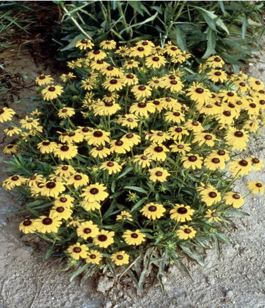 Rudbeckia Fulgida Viette's Little Suzy Black-Eyed Susan