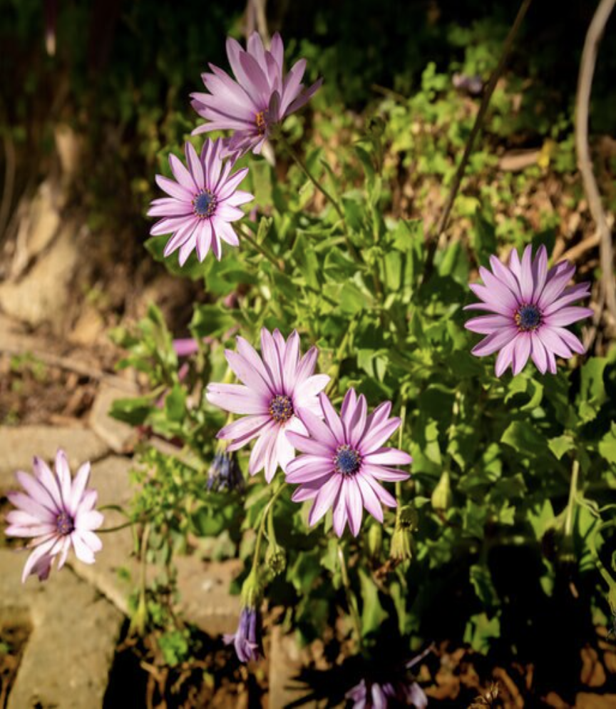 Osteospermum Fruticosum African Daisy
