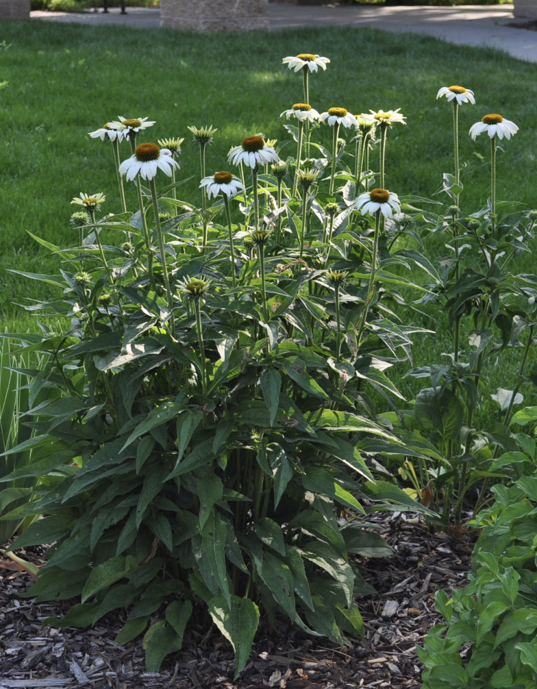 White swan coneflower