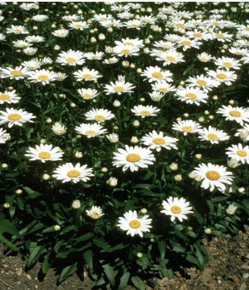 Leucanthemum X Superbum Snowcap Shasta Daisy