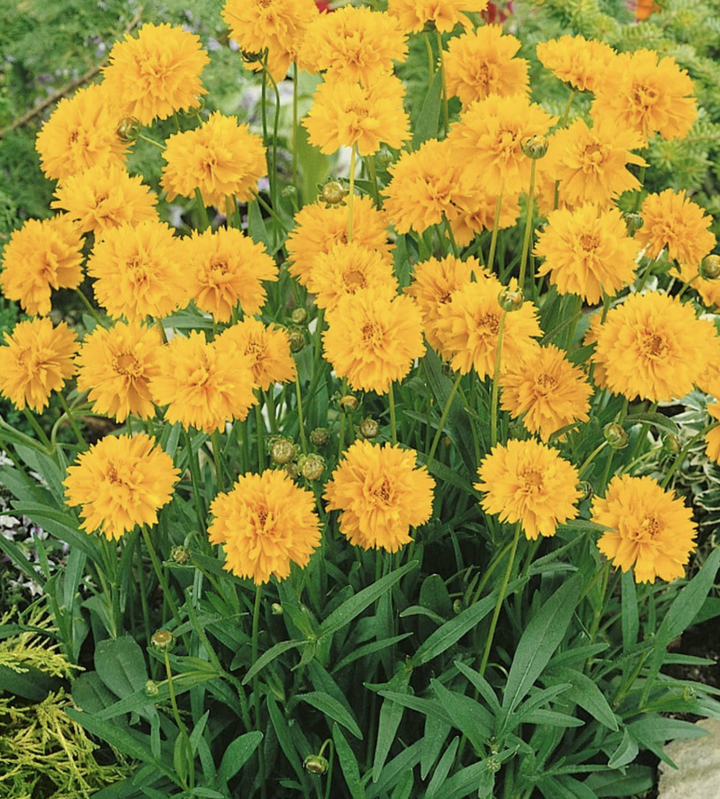 Coreopsis Grandiflora Solanna Golden Sphere Portfolio Tickseed