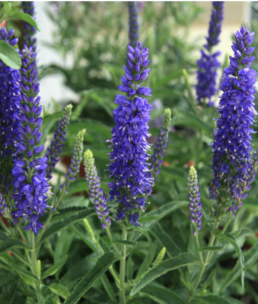 Veronica X Moody Blues Dark Blue Portfolio Speedwell