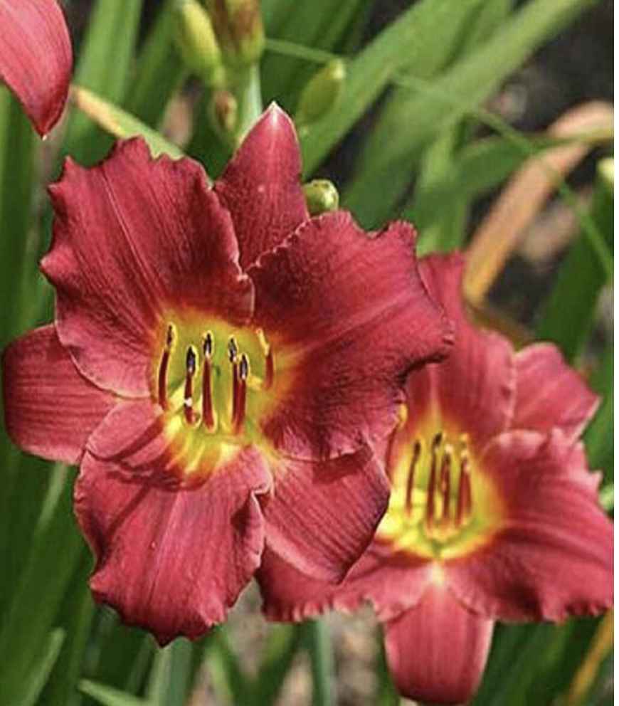 Hemerocallis X Pardon Me Daylily