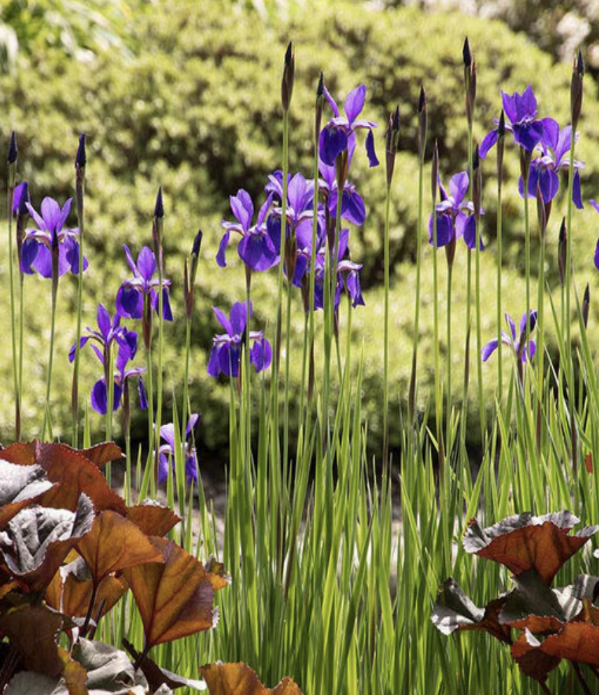 Iris Sibirica Caesars Brother Siberian Iris