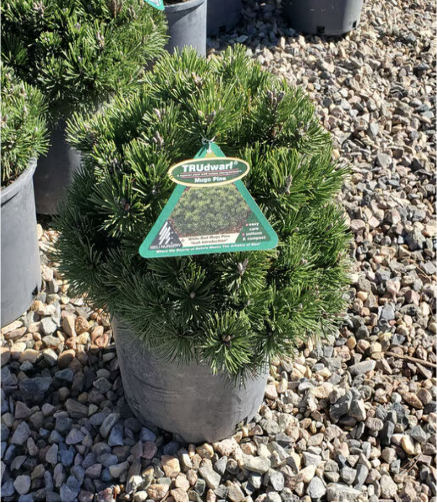 Pinus Mugo White Bud Dwarf Mountain Pine