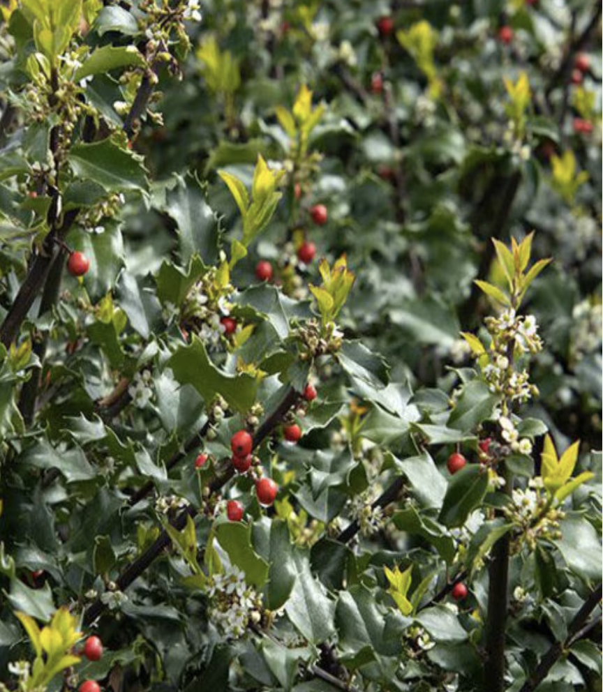 Ilex X Meserveae Blue Princess Blue Holly