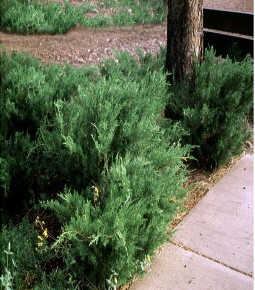 Juniperus X Pfitzeriana Sea Green Chinese Juniper