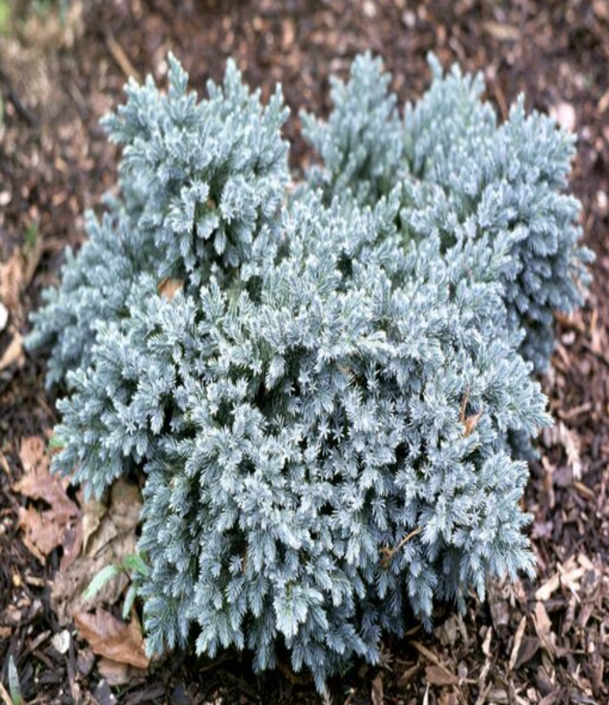 Juniperus Squamata Blue Star Singleseed Juniper