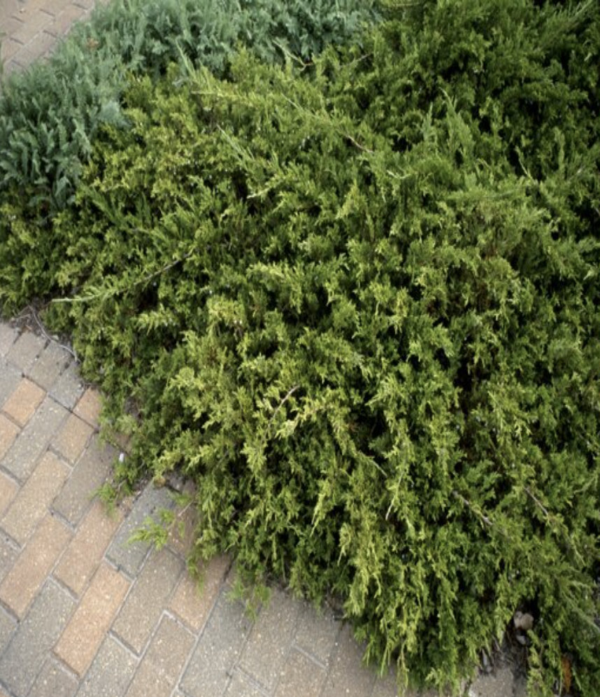 Juniperus Sabina Buffalo Savin Juniper