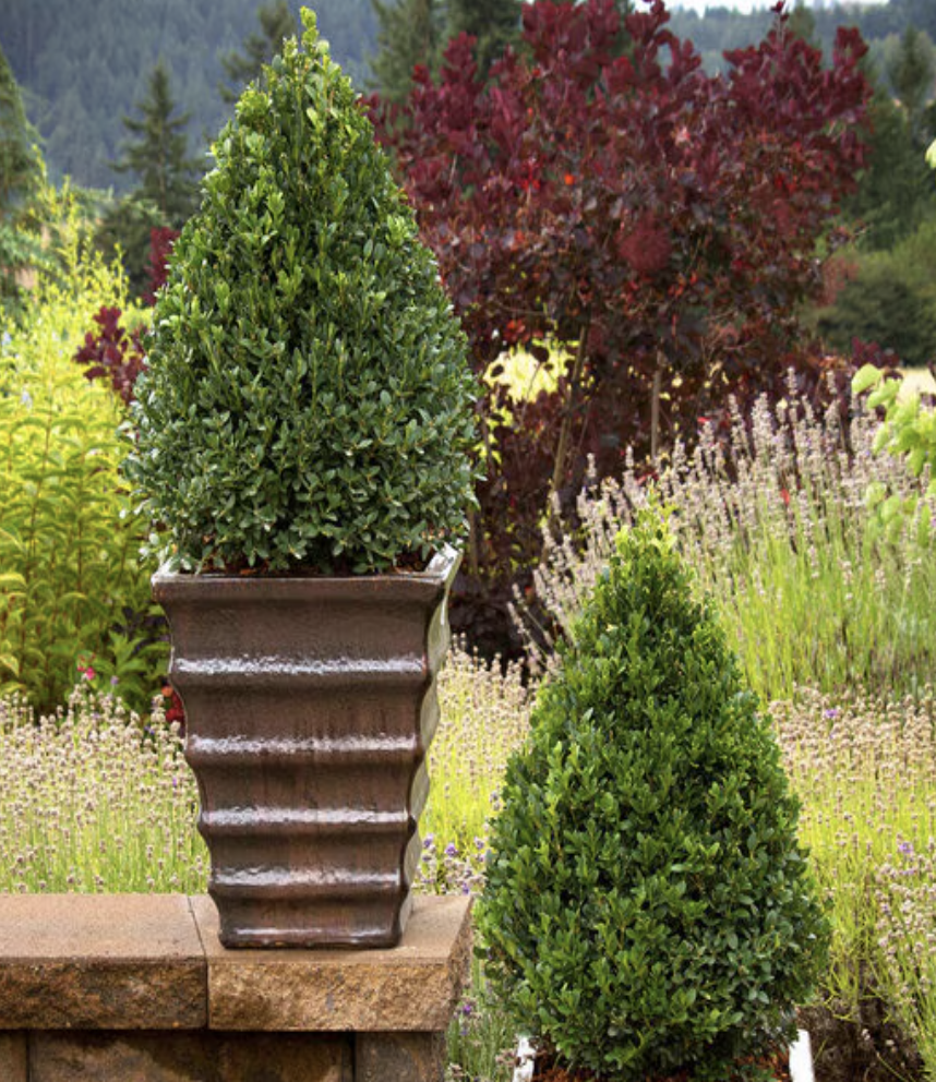 Buxus X Green Mountain Boxwood