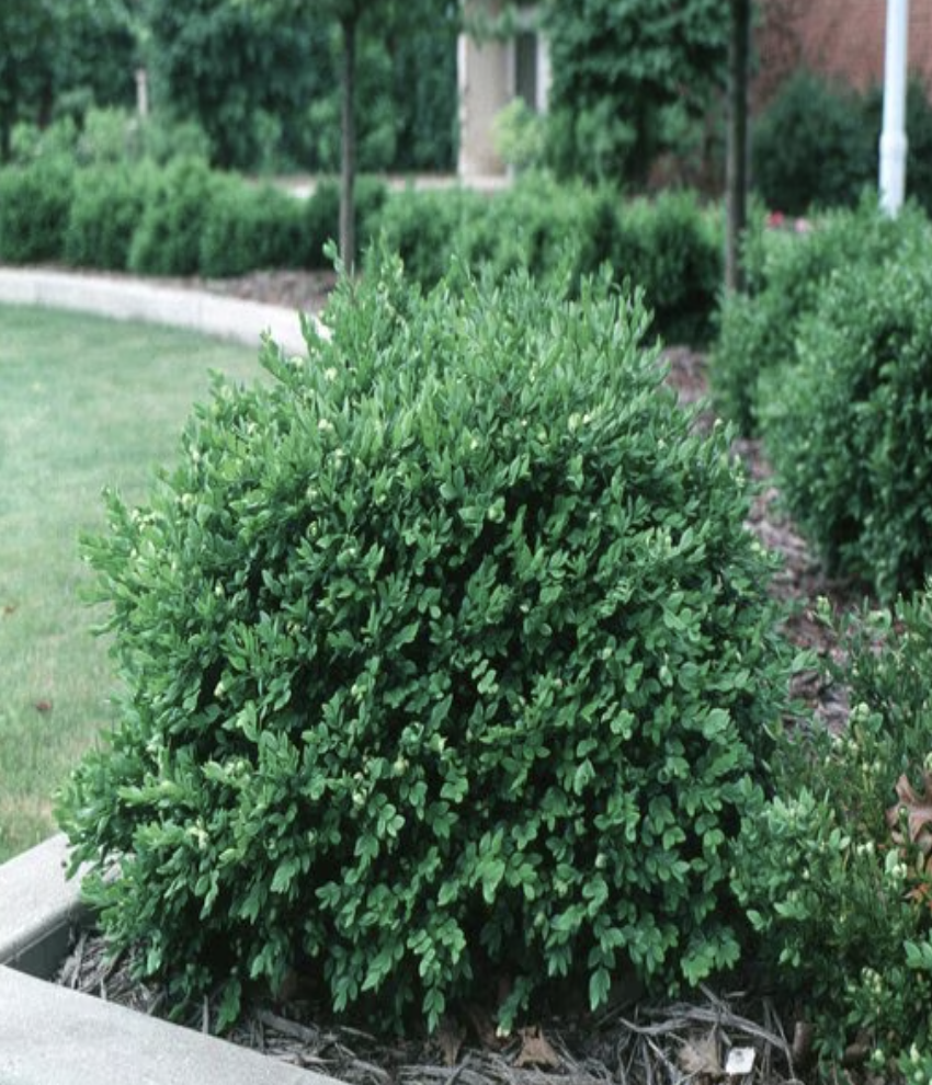 Buxus X Green Velvet Boxwood