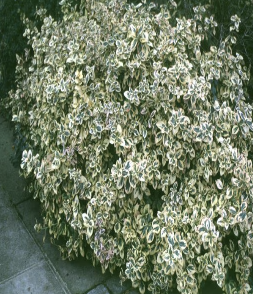 Euonymus Fortunei Emerald n Gold Wintercreeper