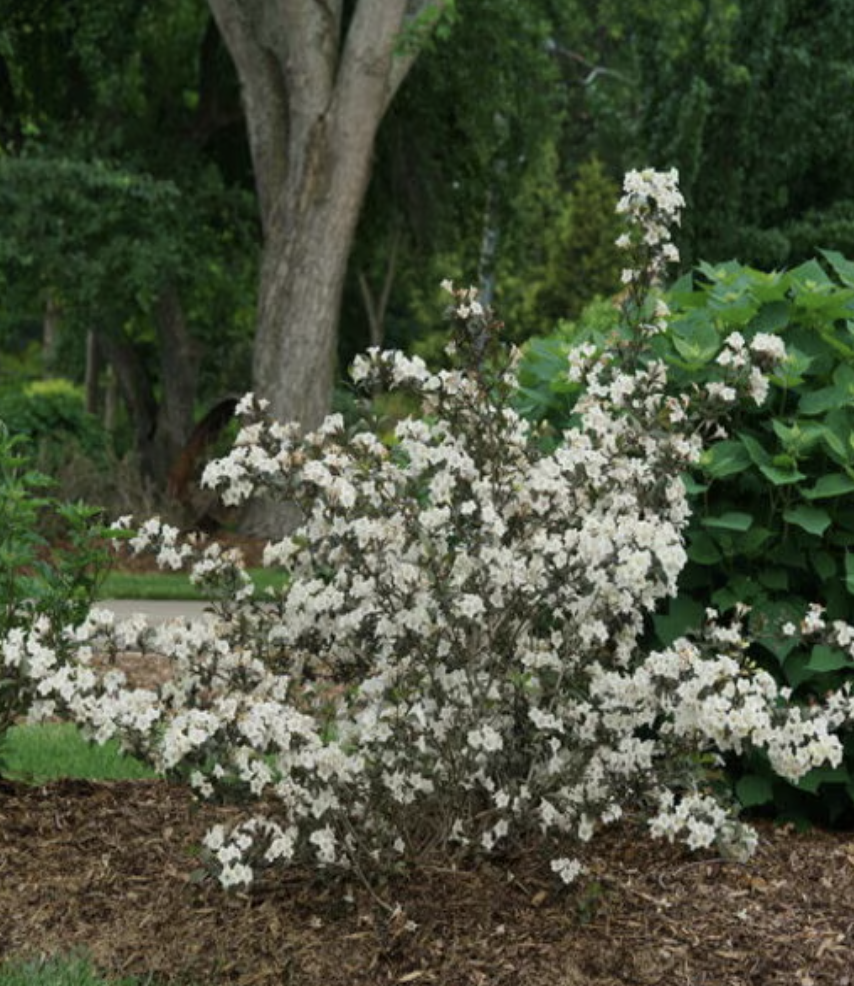 Weigela Florida Wine & Spirits Weigela