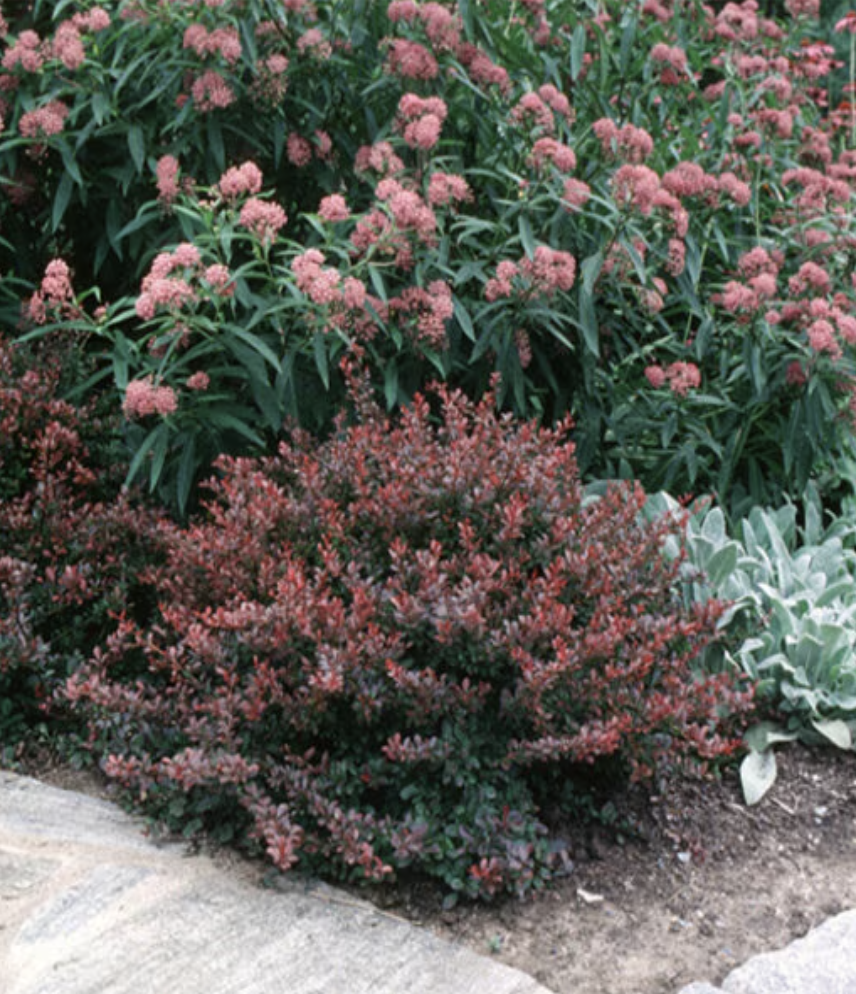 Berberis Thunbergii Crimson Pygmy Dwarf Japanese Barberry