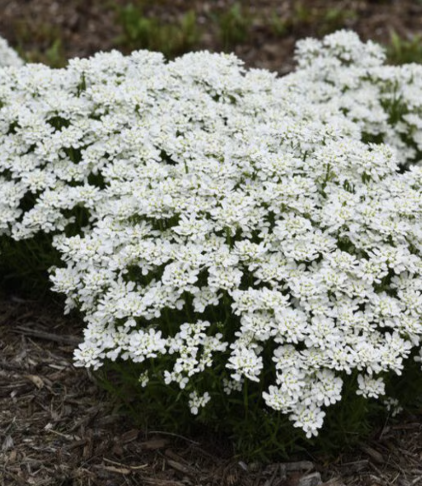 Iberis Sempervirens Snowsation Candytuft