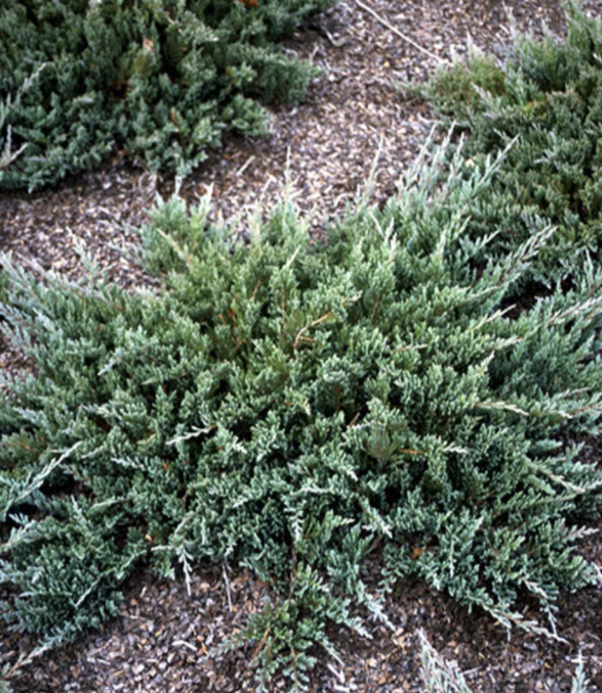 Juniperus Horizontalis Blue Chip Creeping Juniper