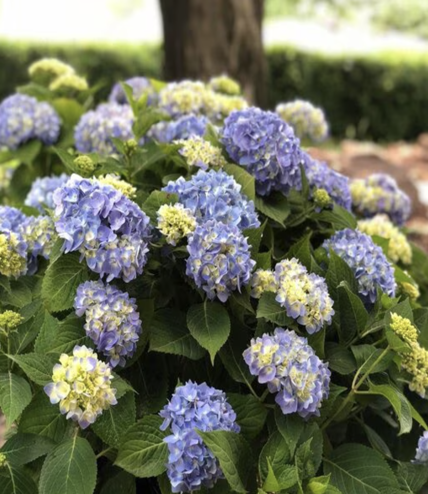 Hydrangea Macrophylla Painted Sky Portfolio Big Leaf Hydrangea