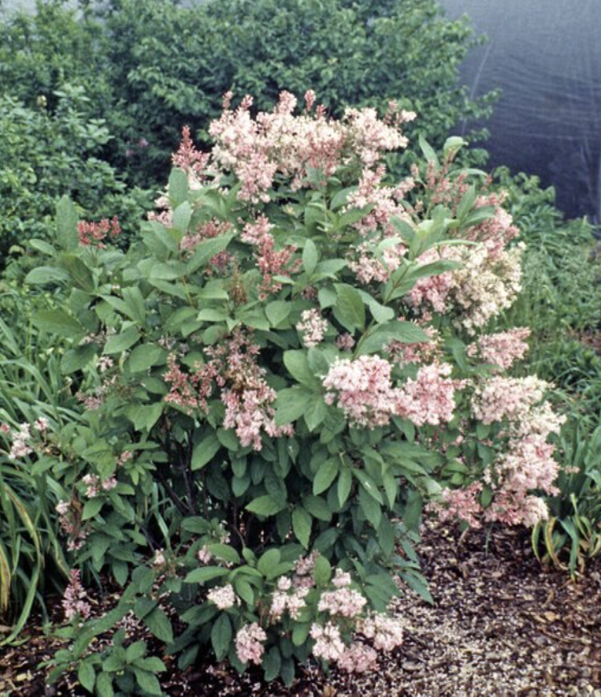 Syringa X James Macfarlane Lilac
