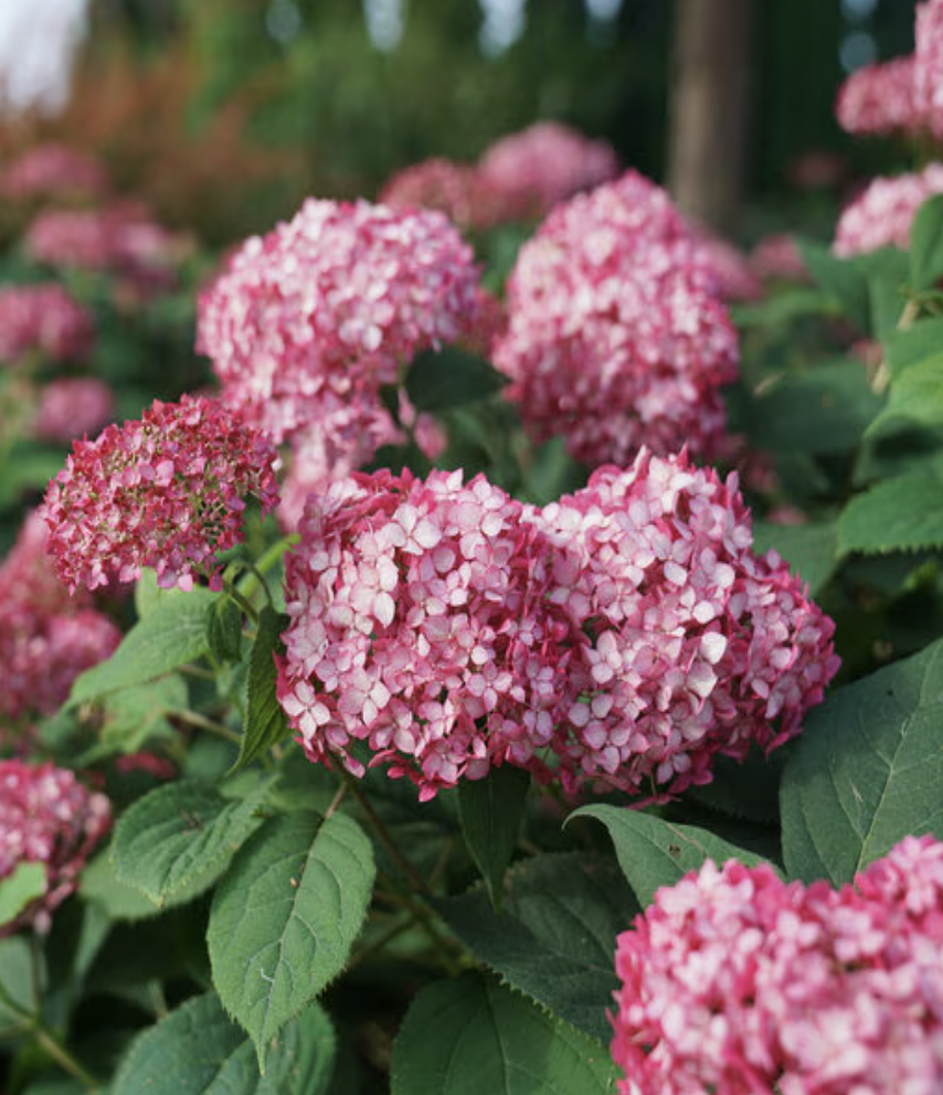 Hydrangea Arborescens Invincibelle Ruby Smooth Hydrangea
