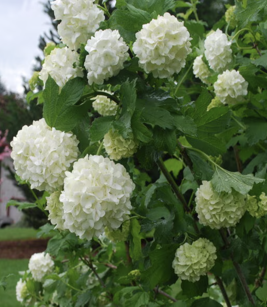 Viburnum Opulus Sterile Eastern Snowball
