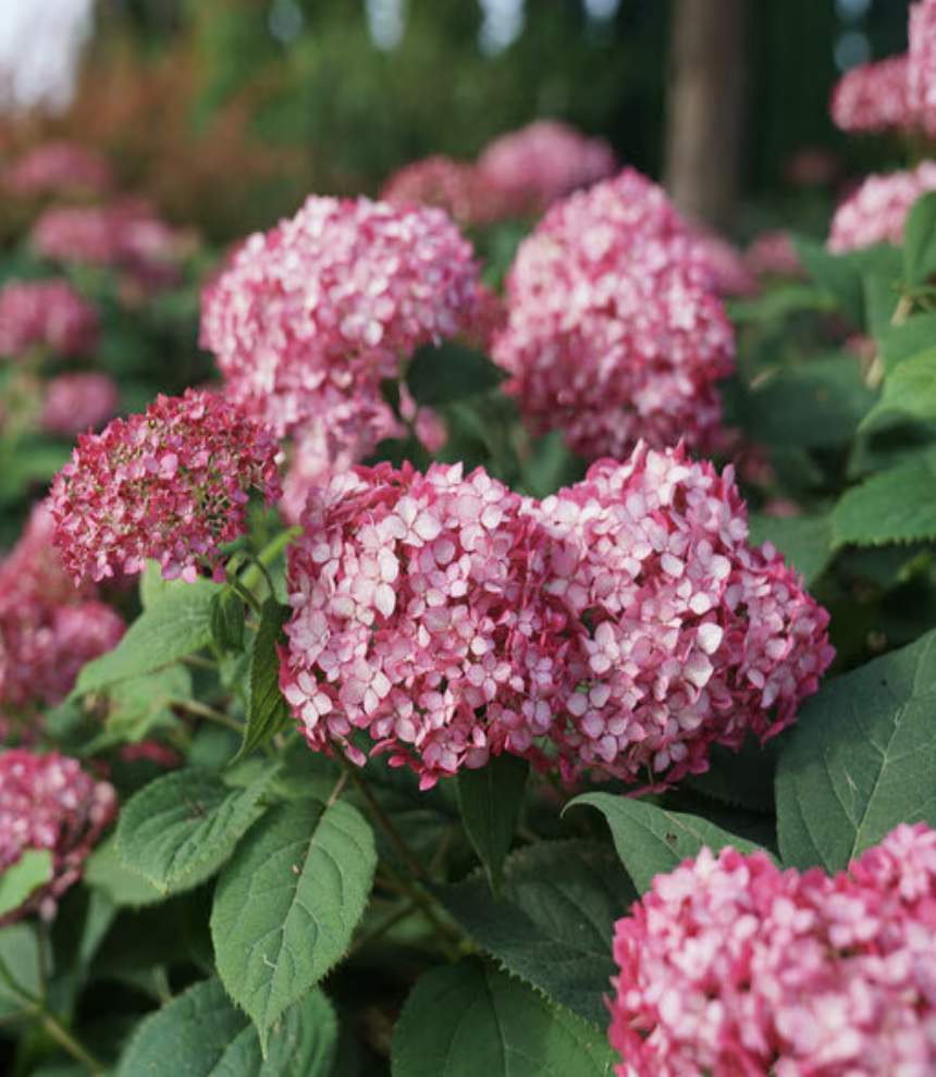 Hydrangea Arborescens Invincibelle Ruby Smooth Hydrangea