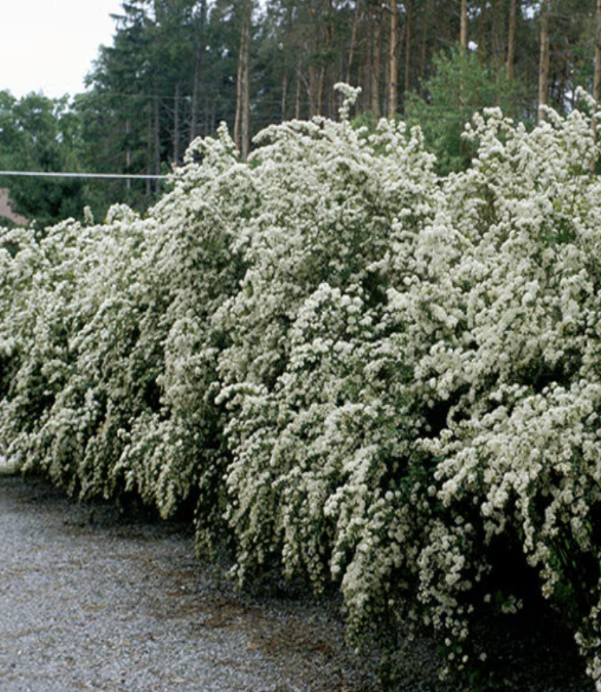 Spiraea X Vanhouttei Vanhoutte Spirea