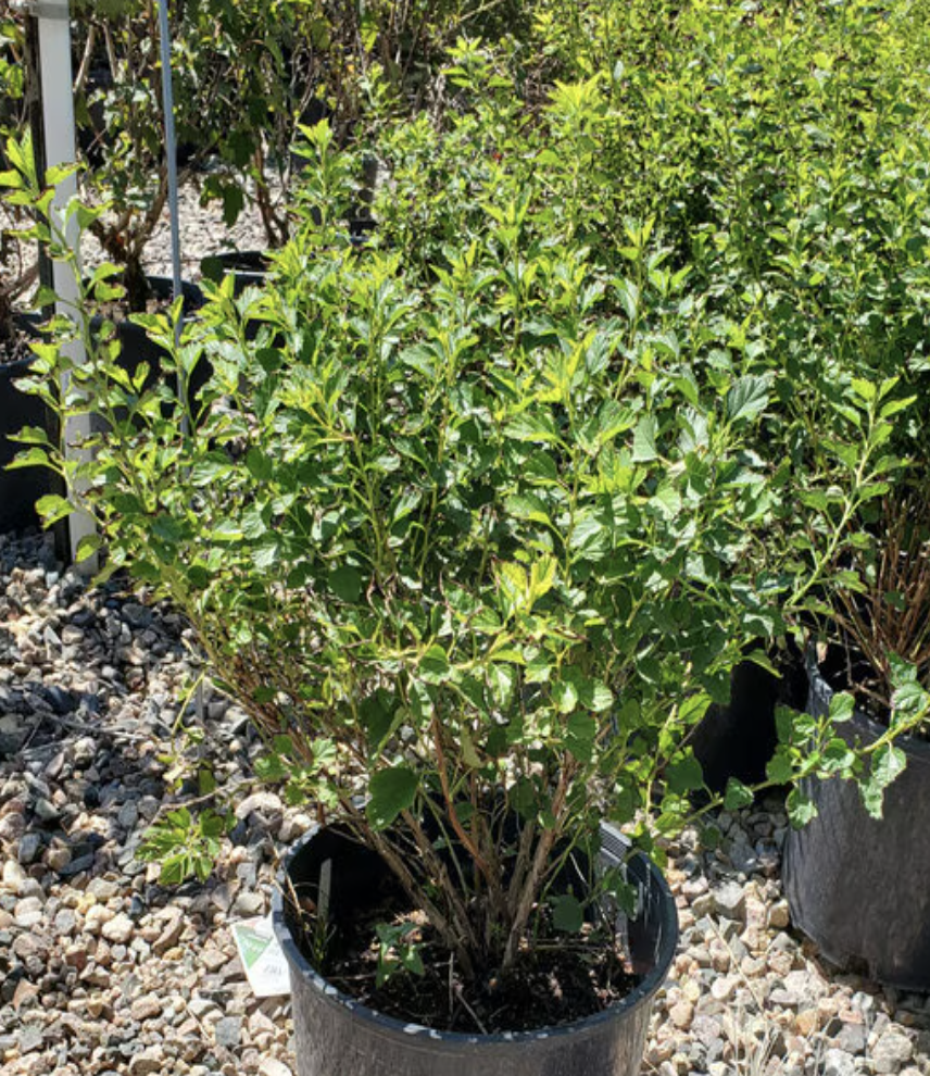 Physocarpus Opulifolius Nanus Dwarf Ninebark
